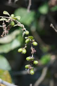 Image result for Bridelia ferruginea