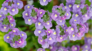 Image result for Nemesia