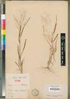Image result for Panicum arcurameum