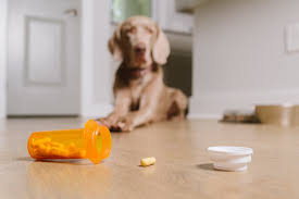 Maybe you would like to learn more about one of these? Ibuprofen Toxicity In Dogs And Cats Hart For Animals