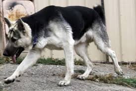 All black german shepherd puppies for sale in pa. Black And White German Shepherd Puppies For Sale Pets Lovers