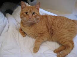 Yellow Tabby 1 Cat Spray Orange Cats Cat Pee