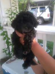 Black And White Maltese Poodle Dog Maltipoos For Sale 350 00 3 Black And One White Need Good Homes Now Medford Area Maltipoo Dog Maltipoo Maltipoo Puppies For Sale