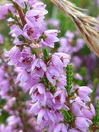 Pin On Flowers And Gardens