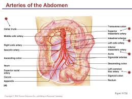 Other versions of this illustration id: Chapter 19 Blood Vessels