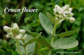 E ssential for butterfly gardens, it's a shrubby tree from tropical asia with lilac blooms and silver leaves. Calotropis Gigantea Large Milkweed Leaves For Caterpillars