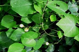 Image result for Adenia gummifera