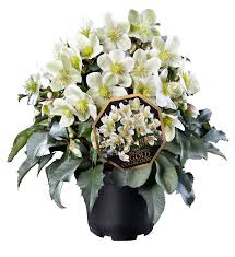 I crisantemi sono considerati portatori di bene, gioia e prosperità in tutto il mondo, mentre in italia vengono associati al lutto e ai cont. Gamma Delle Rose D Inverno Helleborus
