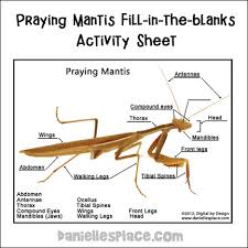 Praying mantis coloring pages provided for educational purposes and personal use only. Praying Mantis Crfts And Learning Activities