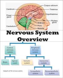 Chsh Teach Brain Nervous System Neuroscience Teaching Materials Brain Nervous System Nervous System Activities Nervous System Lesson Plans