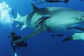 Je finirais donc en citant ces belles. Comment Nager Avec Des Grands Requins Blancs