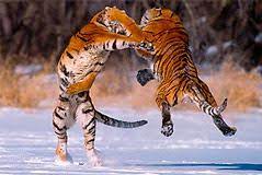 Pin By Lim Choon On Other Big Cats Siberian Tiger Wild Cats Bengal Tiger