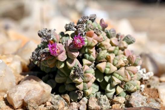 Illegal Succulent Trade Threatens South Africa’s Unique Plant Biodiversity