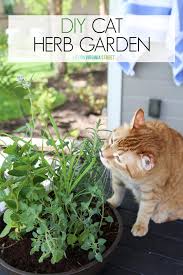 Use these instructions to make a homemade repellent mat. Diy Cat Herb Garden Life On Virginia Street