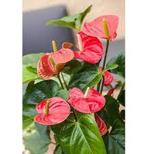 Check spelling or type a new query. Bunga Anthurium Anthurium Andraeanum Bunga Flamingo Bunga Laceleaf Bunga Tailflower Terbaru Agustus 2021 Harga Murah Kualitas Terjamin Blibli