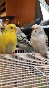 Because they are not super expensive, i would recommend getting a companion bird. Parakeets For Sale At Petsmart Online