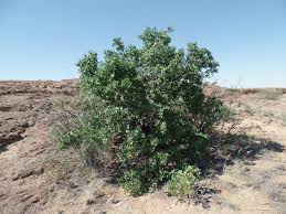 Image result for Cordia sinensis