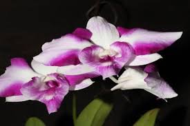 Kami memiliki database lebih dari 122 ribu. Empat Kunci Merawat Anggrek Tumbuh Indah