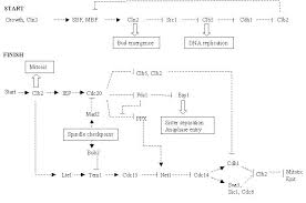 mitotic exit model