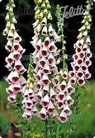 Image result for Digitalis purpurea alba/ red spots
