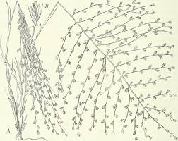 Image result for Trichoneura grandiglumis