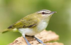 In some cultures, it is a sign of impending doom when a bird hits a window. Way To Help 7 Laura Erickson S For The Birds
