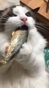 Realistic Moving Fish Cat Toy In 2020 Cute Animals Cute Funny Animals Cute Cats