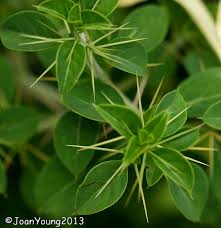 Image result for Barleria holubii