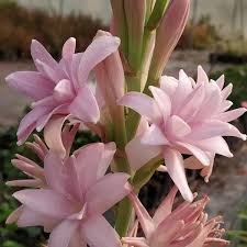 Image result for Polianthes tuberosa