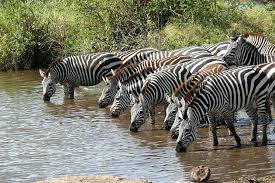 So where do zebras live in the wild? Plains Zebra Facts Habitat Diet Life Cycle Baby Pictures