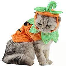 Choosing a halloween costume for your cat. 21 Best Halloween Costumes For Cats 2021 Cute Cat Halloween Costume Ideas