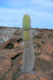 Image result for Sclerocarpus