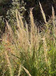 Image result for Eragrostis viscosa