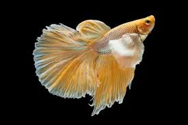 This isn't a problem at all really, just make sure they have a properly sized tank. Types Of Betta Fish 2021 Which Is The Perfect One For You