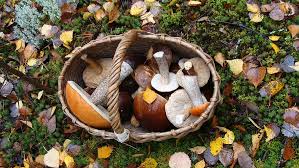 From interesting sense of intimacy by mushroom. Mushrooms Basket Autumn Forest Harvest Nature High Angle View Container Plant Mushroom Pxfuel