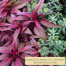 Image result for Celosia pandurata