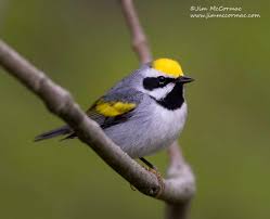 Image result for Erythrocephalum albiflorum