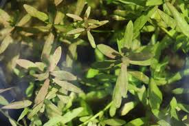 Image result for Hygrophila spiciformis