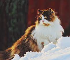 Norwegian forest cats the complete owners guide norwegian cats and kittens: 50 Most Beautiful Norwegian Forest Cat Photos And Images