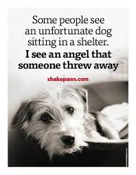 Quotes Dogs Angels Rescued Abandoned Rescue Dog Quotes Dog Angel Dog Sitting