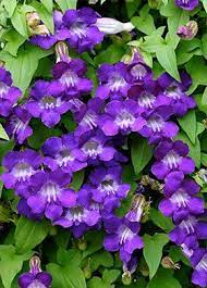 Asarina Scandens Joan Lorraine Blue And Purple Flowers Beautiful Flowers Garden Container Gardening 101