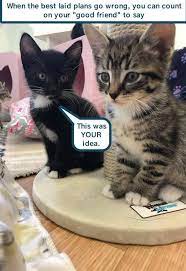 Top 27 Memes Of The Week Cheezburger Users Edition 56 Kittens Funny Cat Care Cats