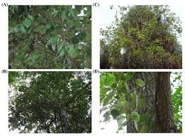 Image result for Agelanthus natalitius