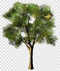 Maybe you would like to learn more about one of these? Png Clipart Eucalyptus Tree Clip Art