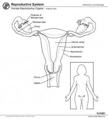 Image result for uterus