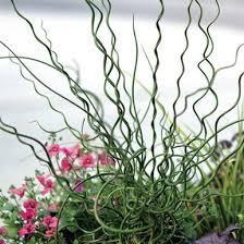 Image result for Juncus punctorius