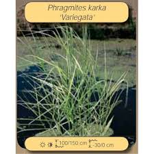 Image result for Phragmites karka