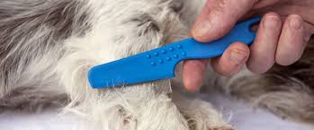 Where do fleas hide on dogs? Flea Tick Control For Dogs Dog Premise Pest Control Domyown Com