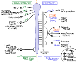Image result for Sympathetic Nervous System