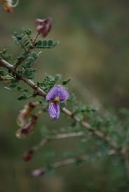 Image result for Ormocarpum trichocarpum
